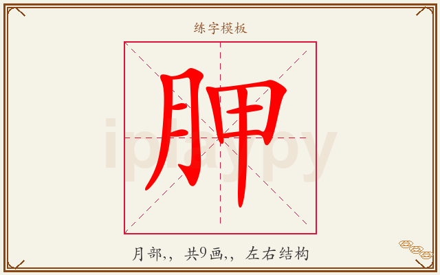 胛字图文介绍