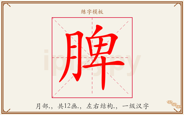 脾字图文介绍
